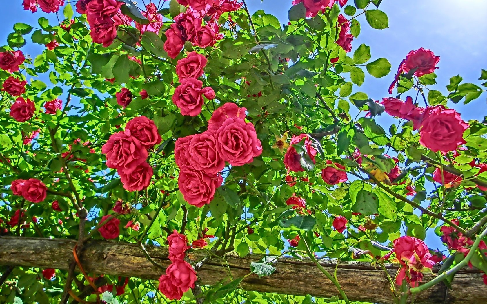 Обои цветы, цветение, лето, розы, сад, куст, flowers, flowering, summer, roses, garden, bush разрешение 2048x1536 Загрузить