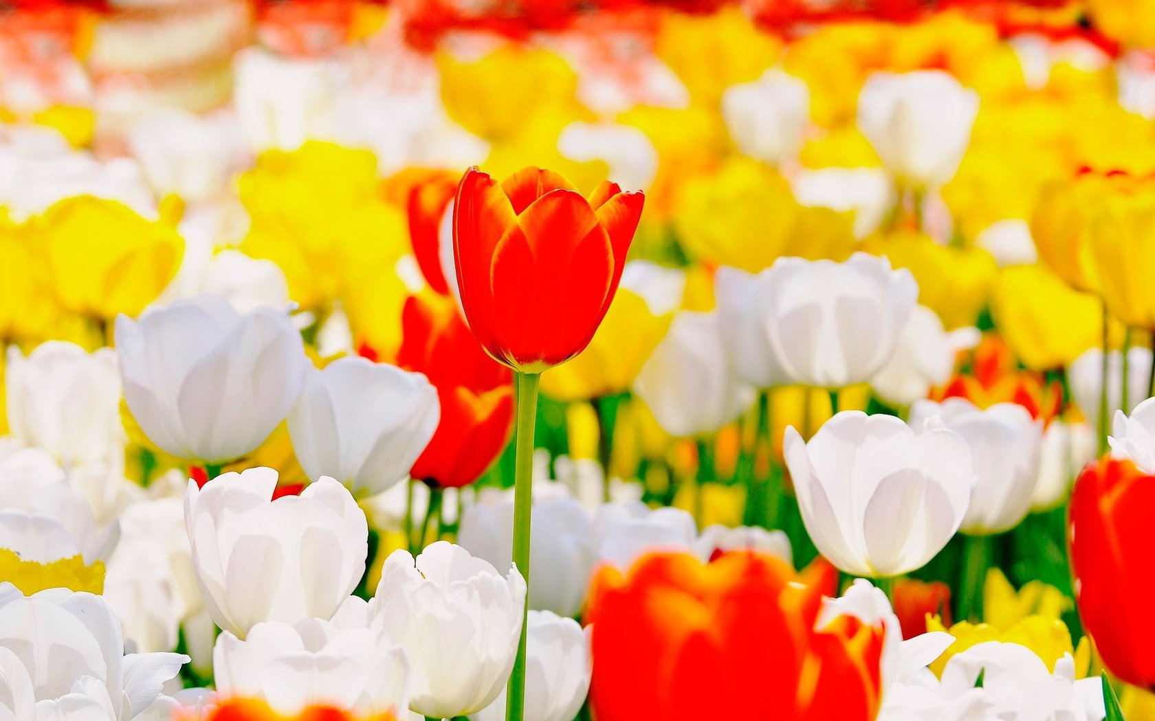 Обои цветы, бутоны, тюльпаны, flowers, buds, tulips разрешение 2500x1600 Загрузить