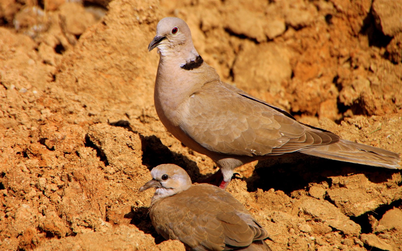 Обои птенец, птицы, голубь, голуби, кормление, chick, birds, dove, pigeons, feeding разрешение 4171x2390 Загрузить