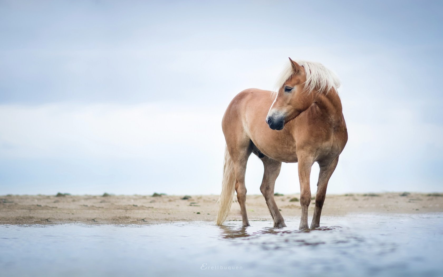 Обои небо, лошадь, река, берег, конь, грива, ло, the sky, horse, river, shore, mane, lo разрешение 2048x1109 Загрузить