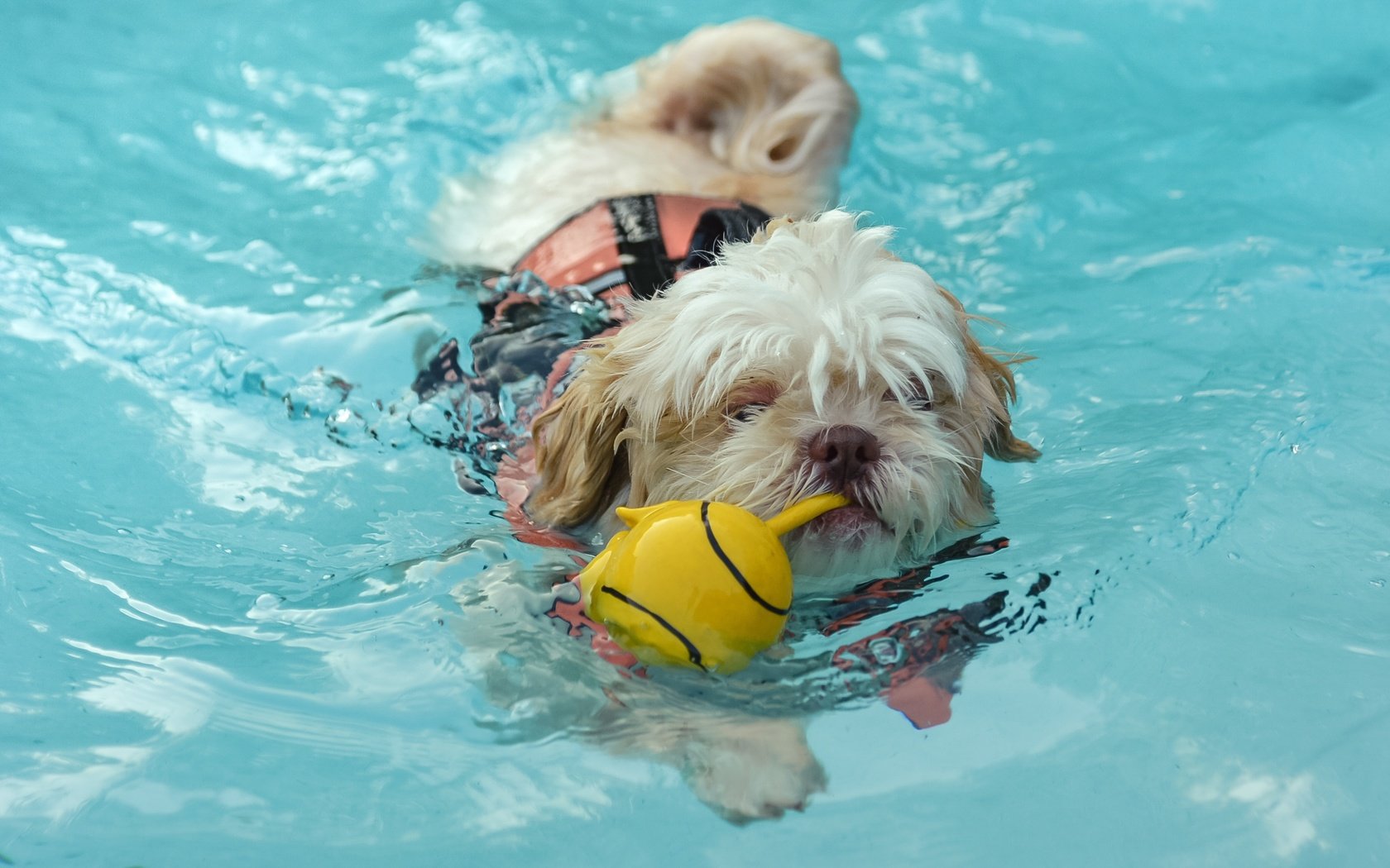 Обои вода, собака, игрушка, water, dog, toy разрешение 2652x1658 Загрузить