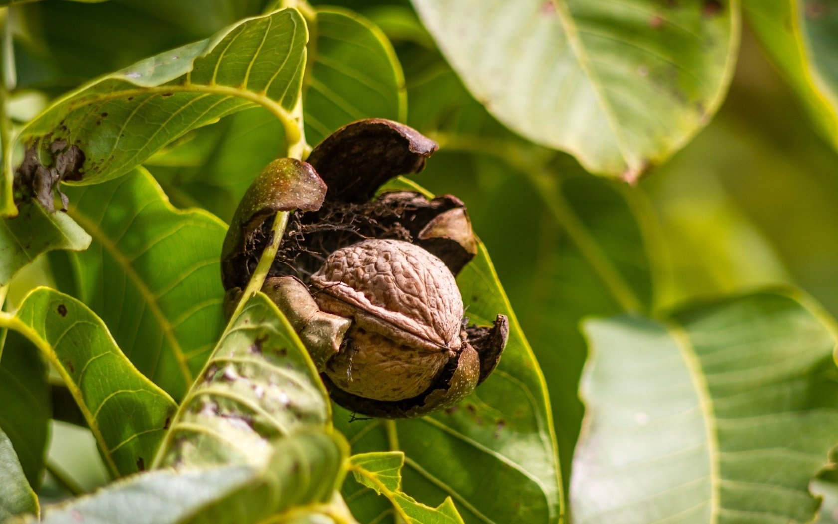 Обои ветка, дерево, листья, орехи, орех, грецкий орех, branch, tree, leaves, nuts, walnut разрешение 1920x1280 Загрузить