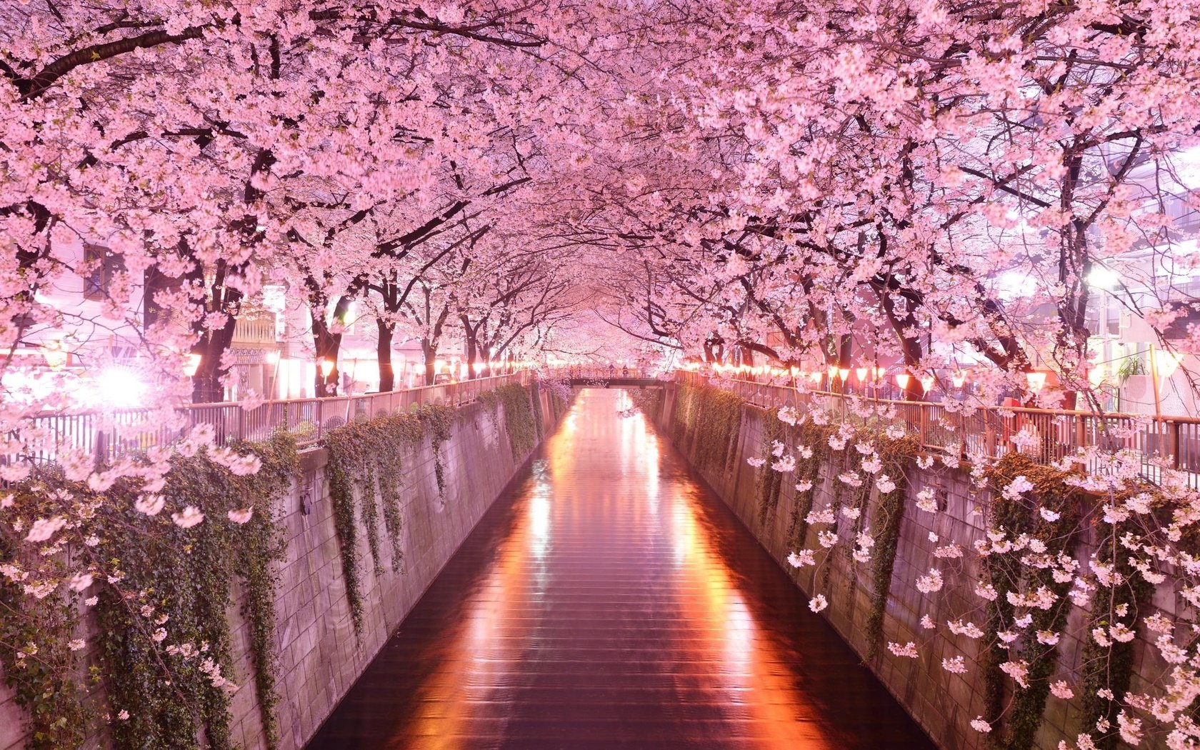 Обои деревья, цветение, мост, весна, сакура, trees, flowering, bridge, spring, sakura разрешение 2048x1367 Загрузить