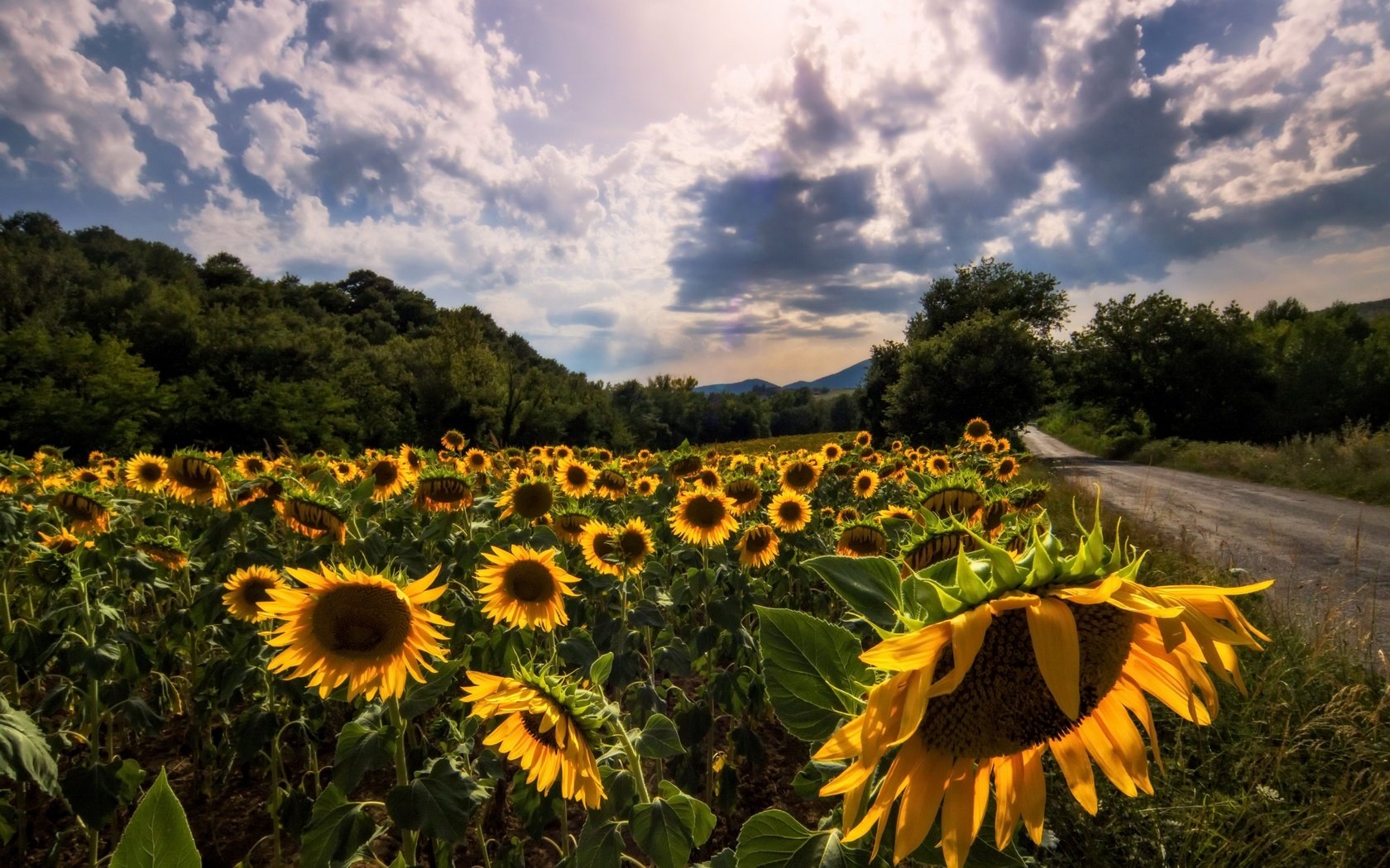 Обои небо, дорога, цветы, облака, деревья, лето, подсолнухи, the sky, road, flowers, clouds, trees, summer, sunflowers разрешение 2560x1655 Загрузить