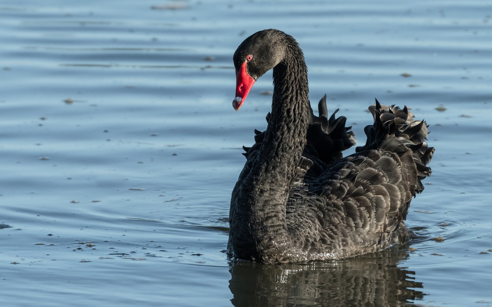 Обои вода, птица, клюв, перья, лебедь, черный лебедь, water, bird, beak, feathers, swan, black swan разрешение 2880x1800 Загрузить