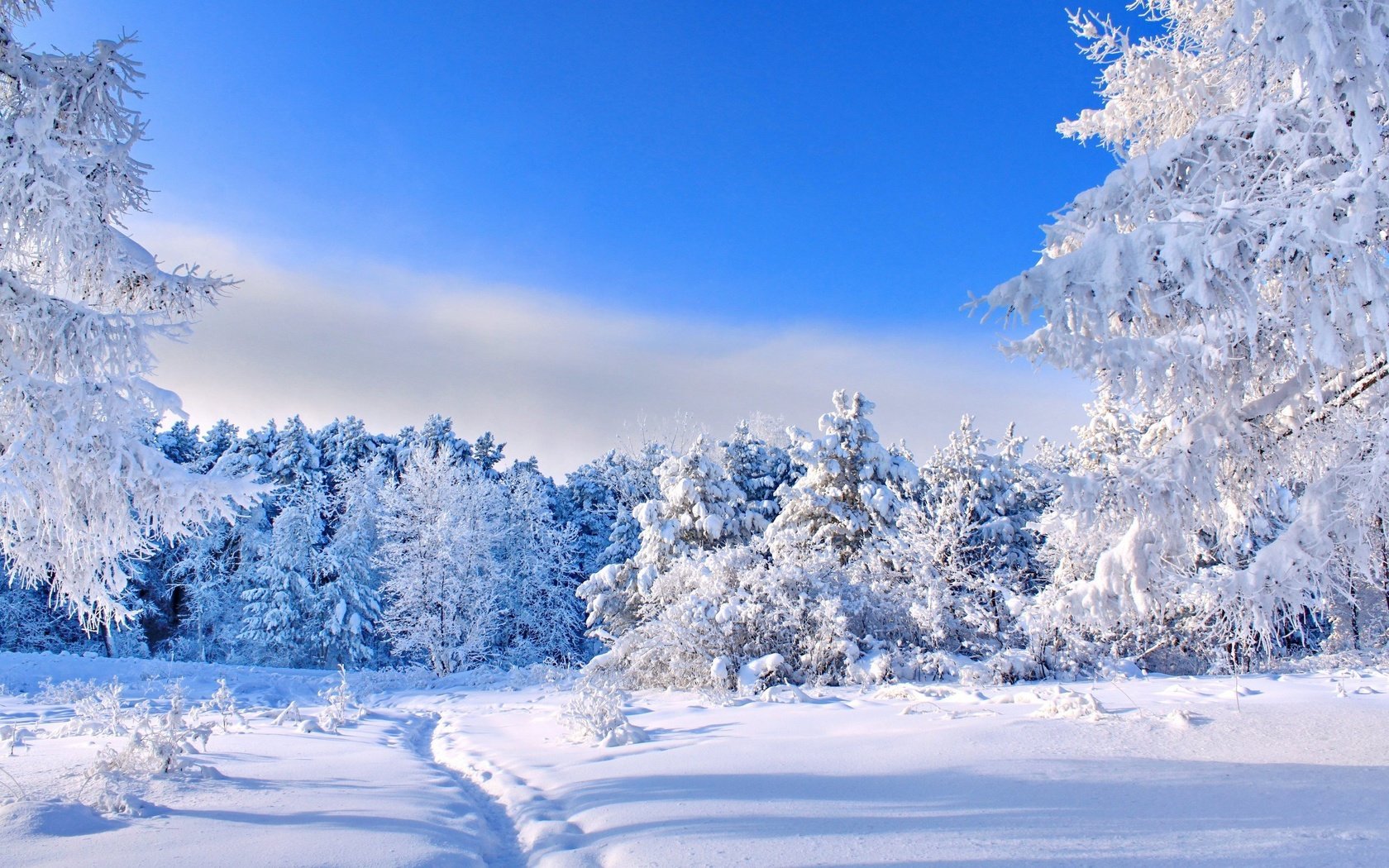 Обои небо, деревья, снег, природа, лес, зима, тропинка, следы, the sky, trees, snow, nature, forest, winter, path, traces разрешение 2560x1600 Загрузить