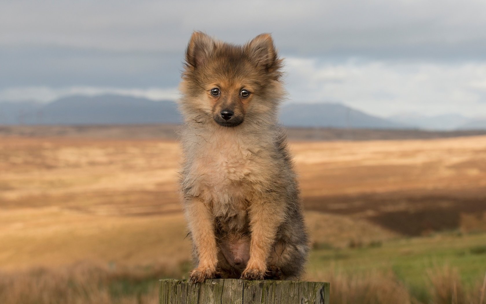 Обои мордочка, взгляд, собака, щенок, лапки, пенек, шпиц, muzzle, look, dog, puppy, legs, stump, spitz разрешение 3840x2160 Загрузить