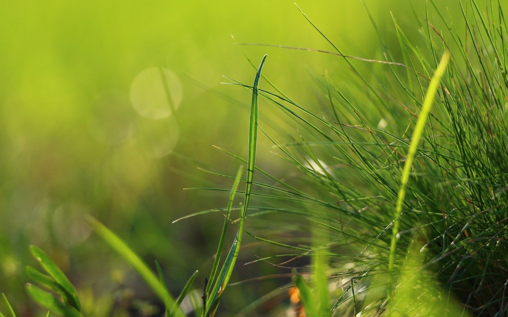 Обои трава, природа, зелень, макро, травинки, grass, nature, greens, macro разрешение 1920x1280 Загрузить