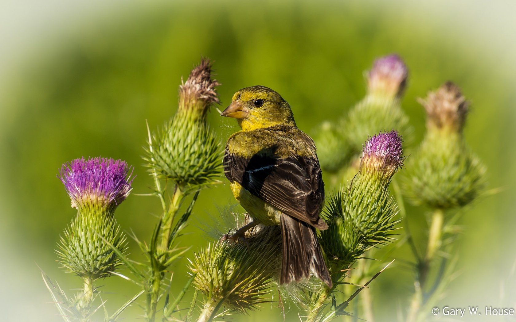 Обои растения, фон, птица, чертополох, чиж, plants, background, bird, thistle, siskin разрешение 2048x1251 Загрузить