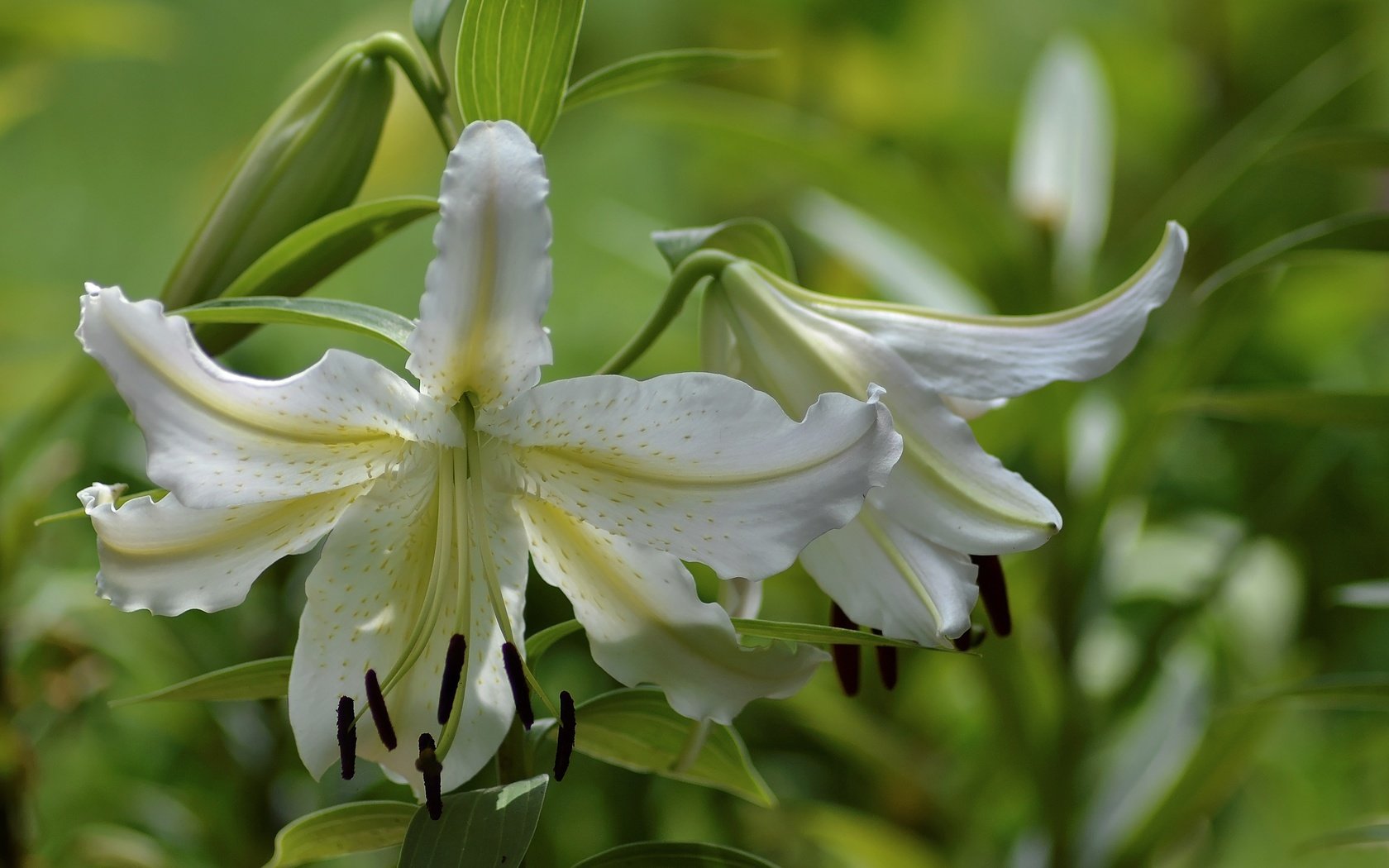 Обои цветы, лепестки, тычинки, лилия, белая, flowers, petals, stamens, lily, white разрешение 3456x2304 Загрузить