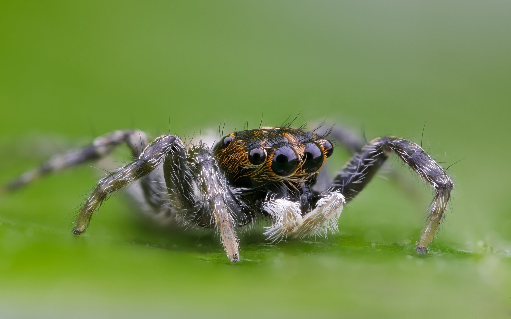 Обои глаза, макро, насекомое, паук, волоски, лапки, боке, eyes, macro, insect, spider, hairs, legs, bokeh разрешение 2000x1333 Загрузить