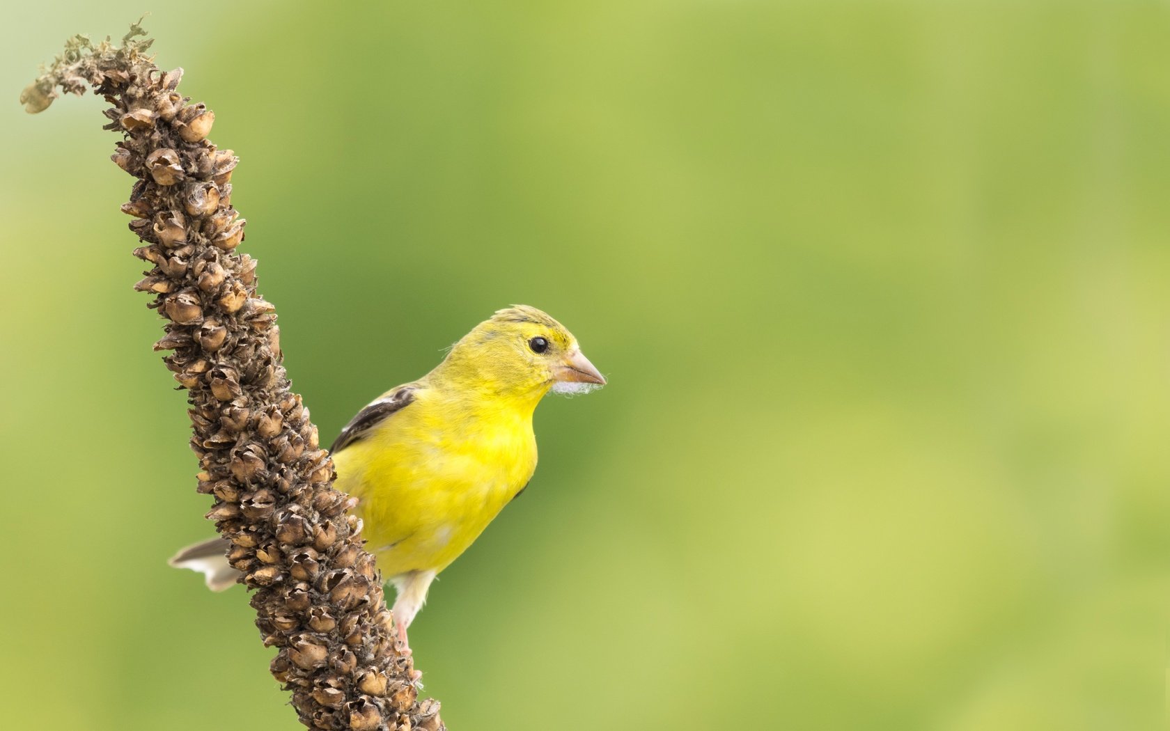 Обои природа, птица, клюв, перья, чиж, американский чиж, nature, bird, beak, feathers, siskin, american siskin разрешение 3000x1896 Загрузить