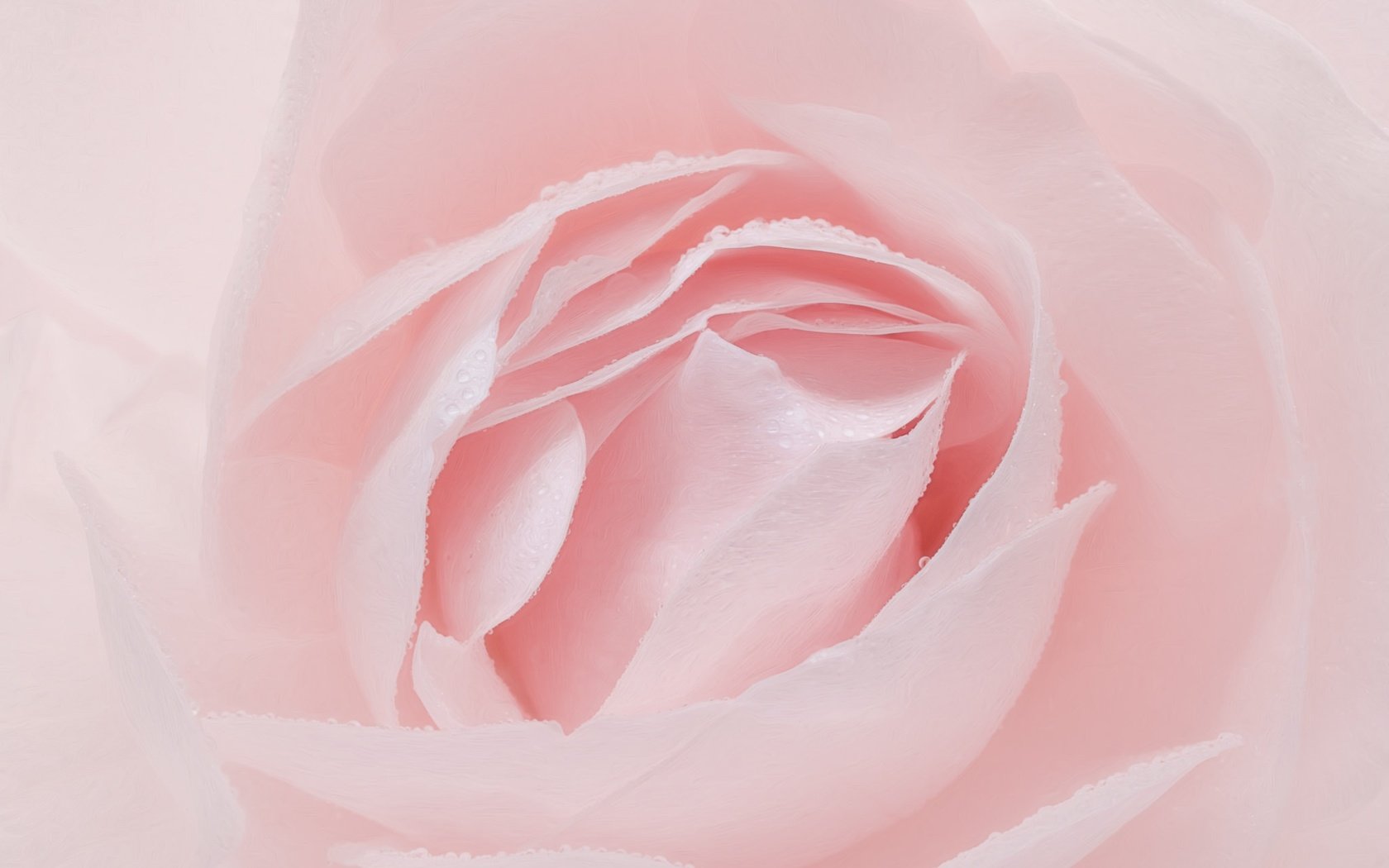 Обои макро, цветок, роза, лепестки, розовый, macro, flower, rose, petals, pink разрешение 2048x1366 Загрузить