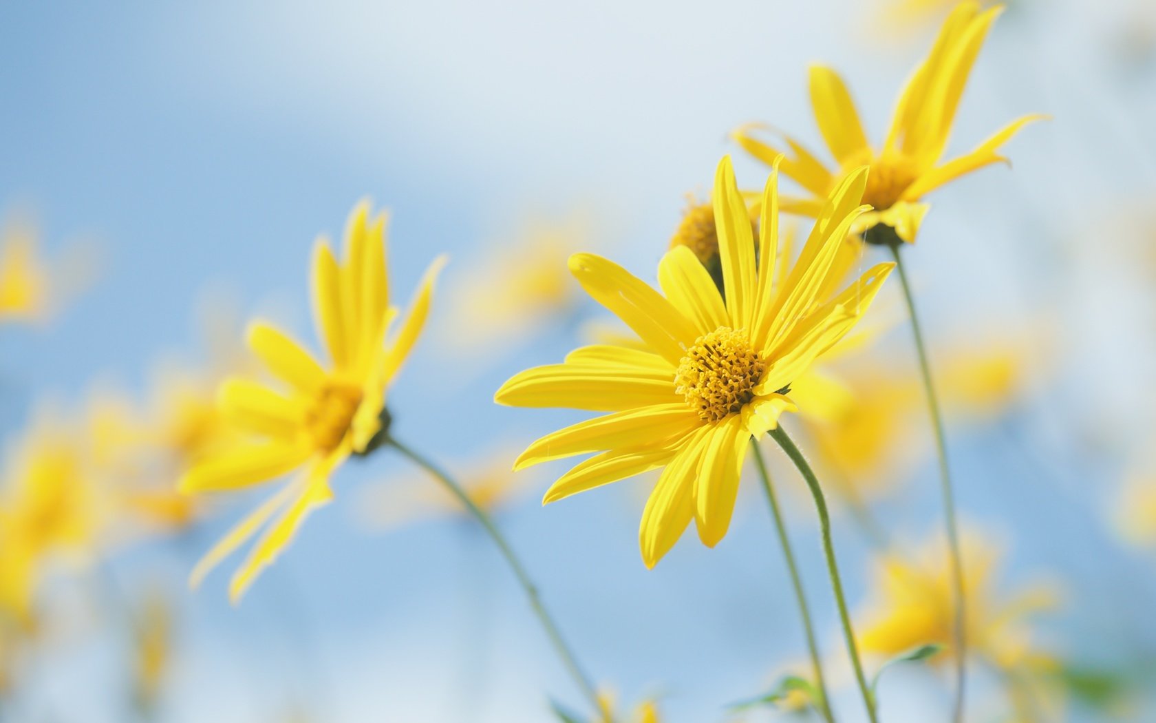 Обои цветы, природа, растение, желтые цветы, топинамбур, flowers, nature, plant, yellow flowers, jerusalem artichoke разрешение 2400x1627 Загрузить