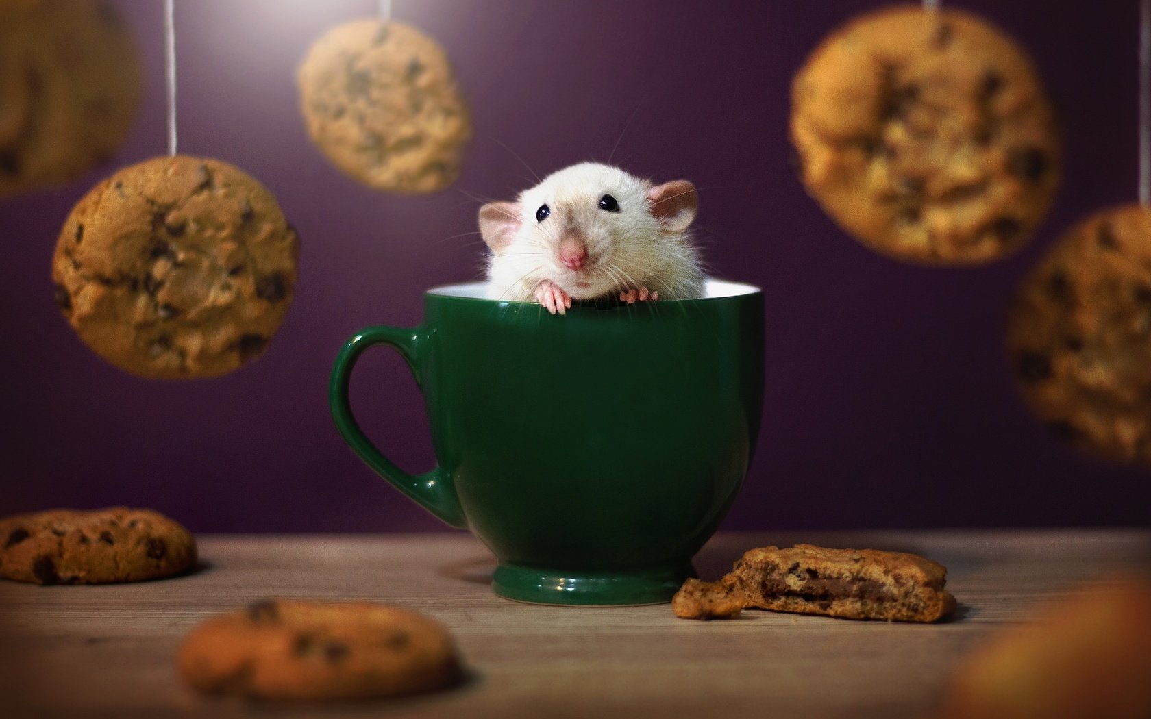 Обои морда, взгляд, кружка, мышь, печенье, мышка, крыска, face, look, mug, mouse, cookies, rat разрешение 2048x1365 Загрузить