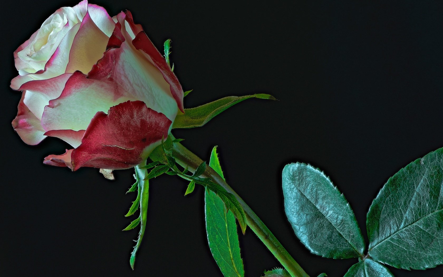 Обои листья, цветок, роза, бутон, черный фон, стебель, leaves, flower, rose, bud, black background, stem разрешение 4400x3000 Загрузить