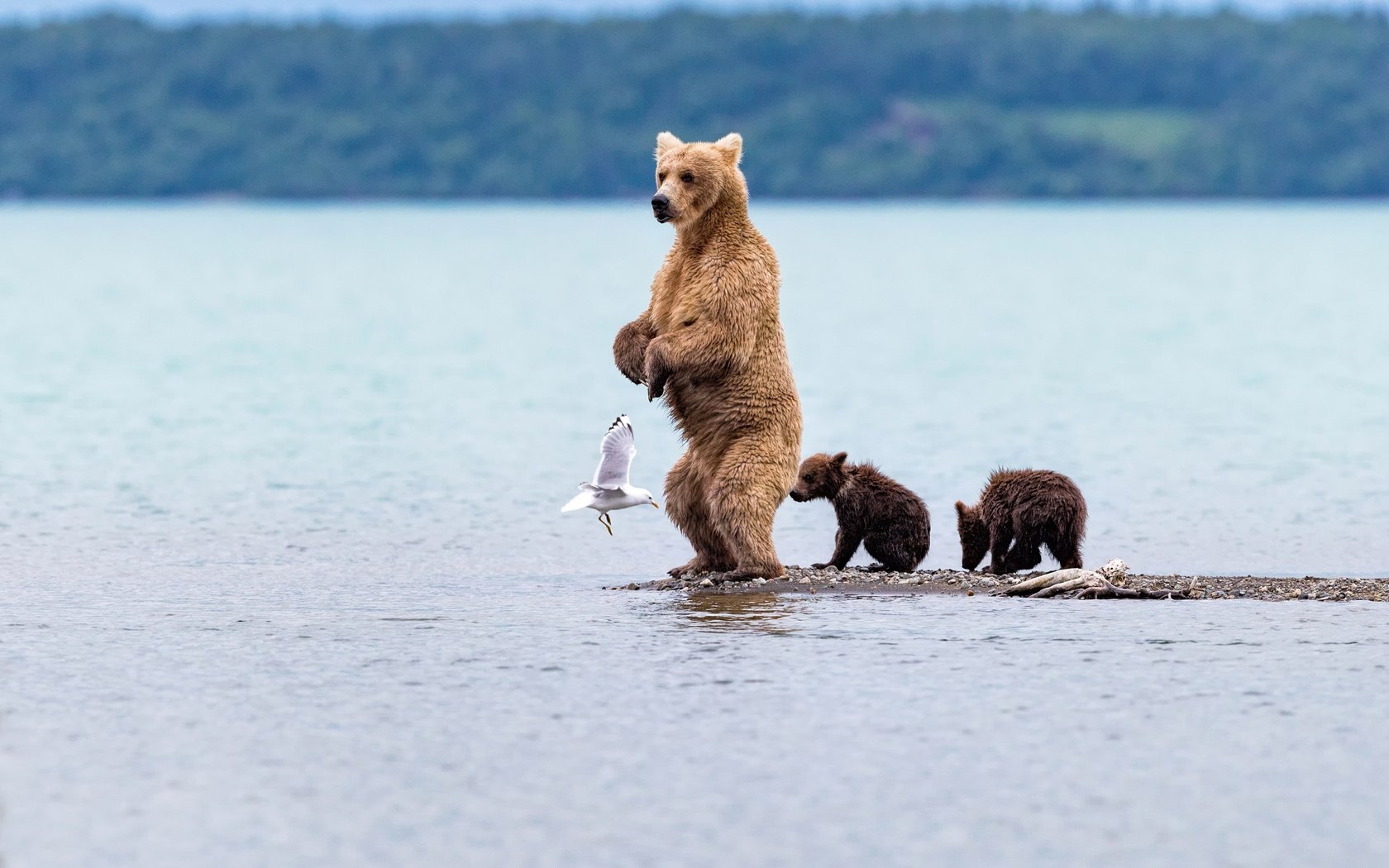 Обои вода, медведь, чайка, птица, медведица, медвежата, water, bear, seagull, bird, bears разрешение 2500x1667 Загрузить