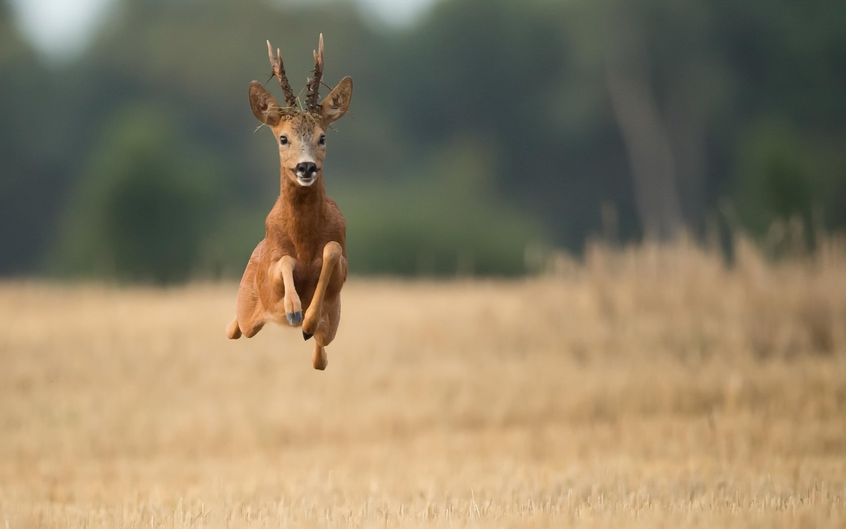 Обои олень, полет, поле, рога, бег, deer, flight, field, horns, running разрешение 2048x1294 Загрузить