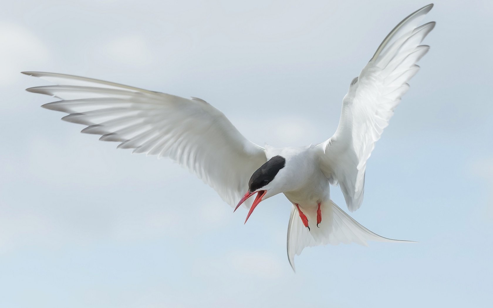 Обои полет, крылья, птица, клюв, хвост, полярная крачка, flight, wings, bird, beak, tail, arctic tern разрешение 2048x1296 Загрузить