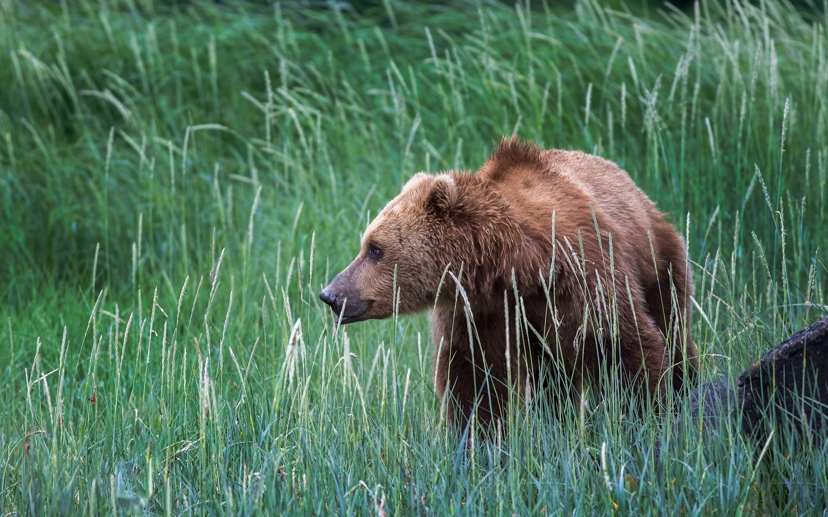Обои трава, природа, медведь, сша, аляска, бурый медведь, grass, nature, bear, usa, alaska, brown bear разрешение 2048x1152 Загрузить