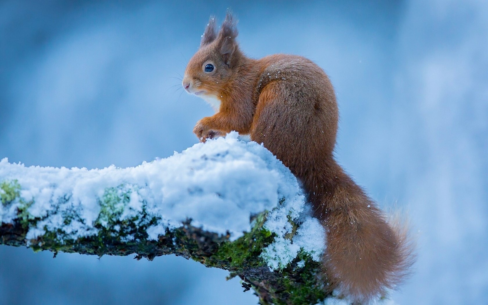 Обои зима, белка, белочка, winter, protein, squirrel разрешение 1920x1200 Загрузить