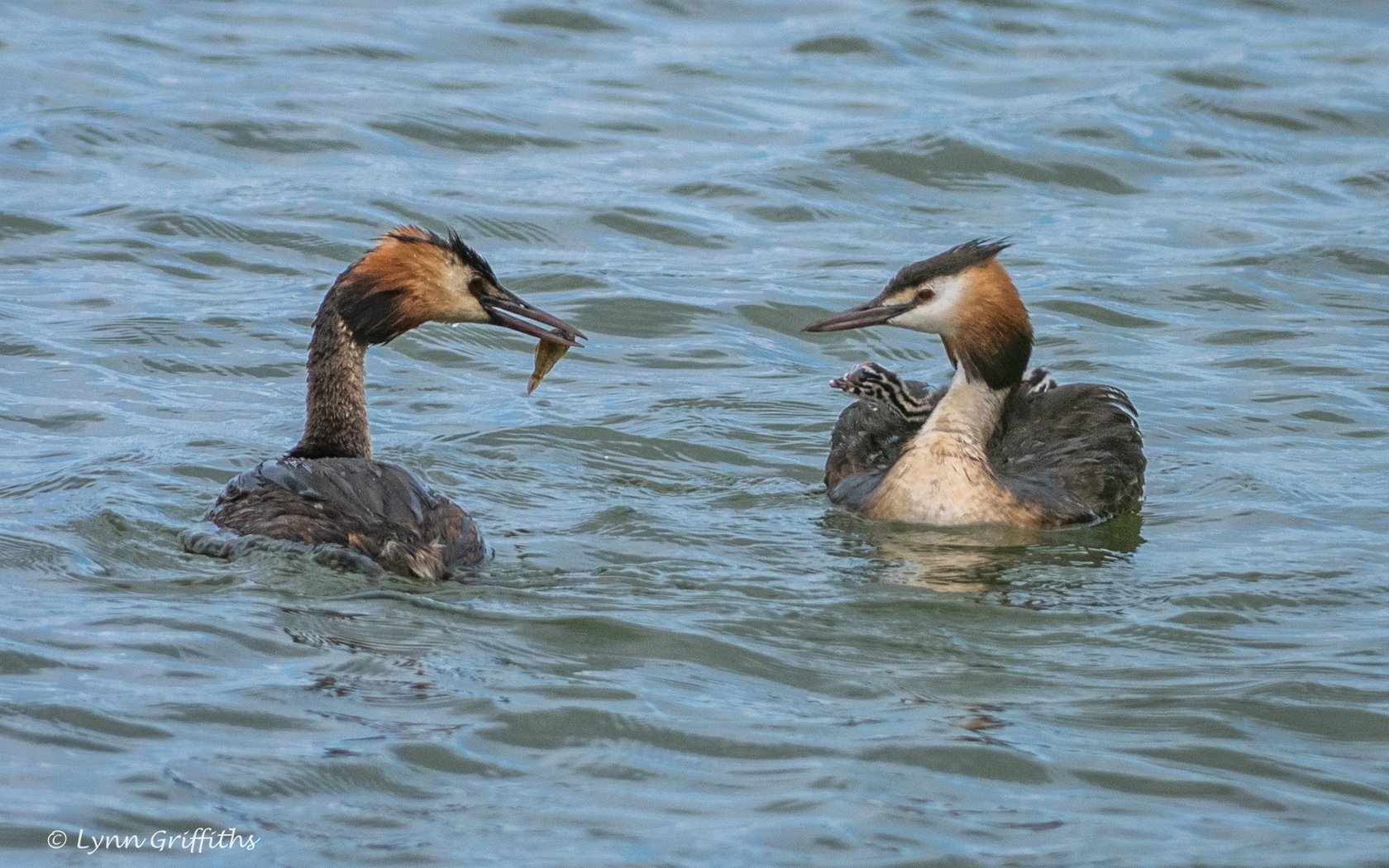 Обои вода, птицы, большая поганка, чомга, поганка, lynn griffiths, water, birds, great crested grebe, the great crested grebe, toadstool разрешение 2036x1359 Загрузить