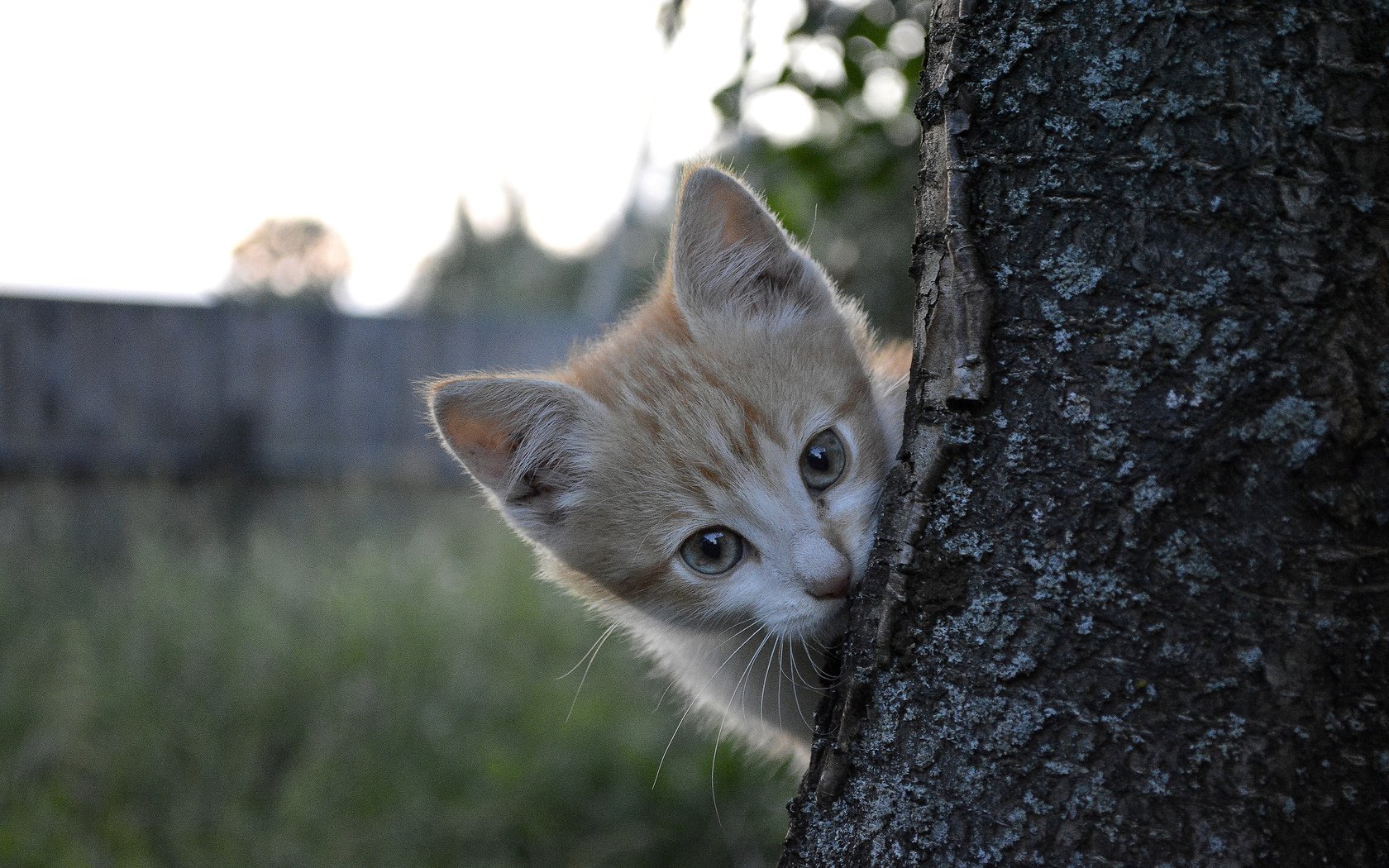 Обои природа, дерево, кот, котик, nature, tree, cat разрешение 2560x1600 Загрузить