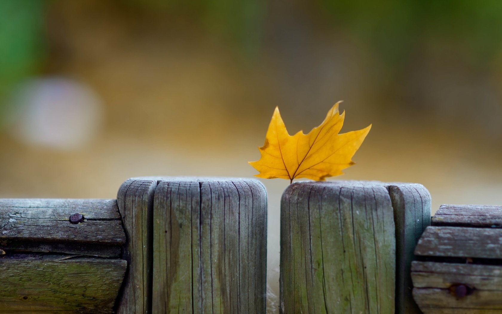 Обои макро, осень, забор, лист, кленовый лист, macro, autumn, the fence, sheet, maple leaf разрешение 2880x1800 Загрузить