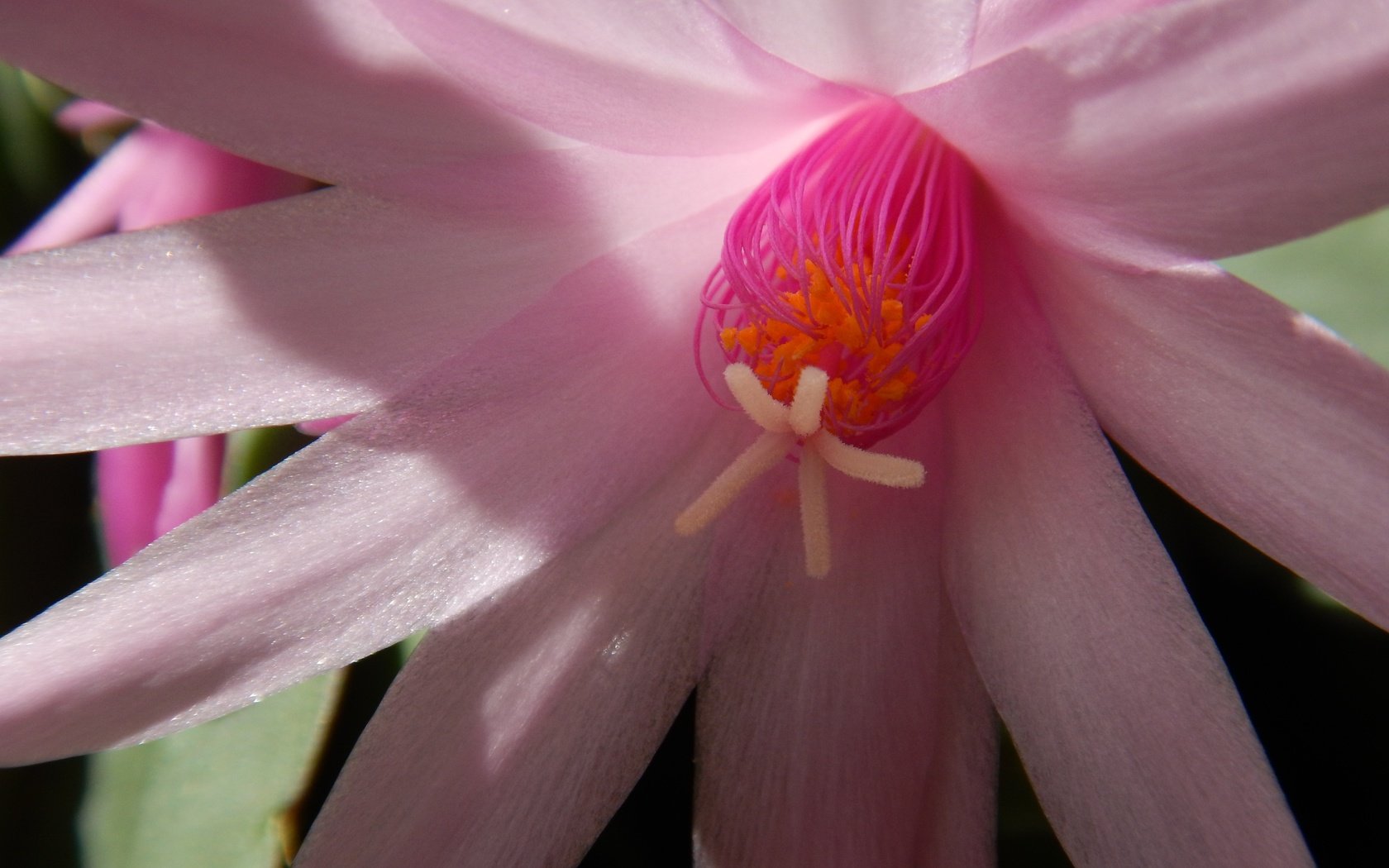 Обои цветение, цветок, лепестки, кактус, розовый цветок, flowering, flower, petals, cactus, pink flower разрешение 4608x3456 Загрузить