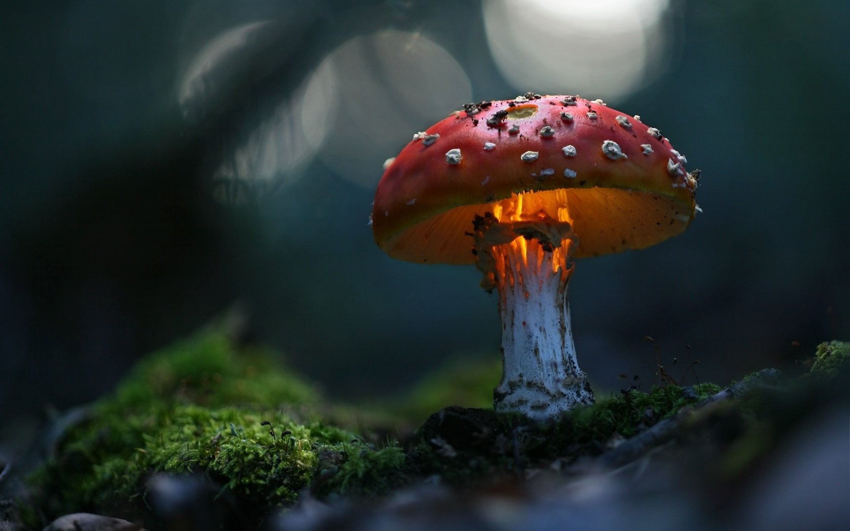 Обои зелень, макро, гриб, волшебно, greens, macro, mushroom, magically разрешение 1920x1200 Загрузить