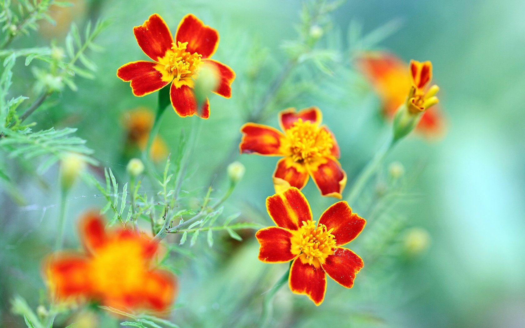 Обои цветы, макро, лепестки, боке, бархатцы, flowers, macro, petals, bokeh, marigolds разрешение 2048x1365 Загрузить