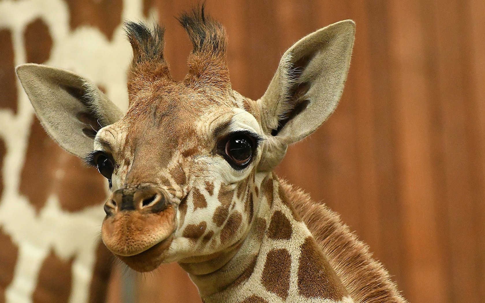 Обои глаза, морда, взгляд, уши, жираф, eyes, face, look, ears, giraffe разрешение 2048x1152 Загрузить