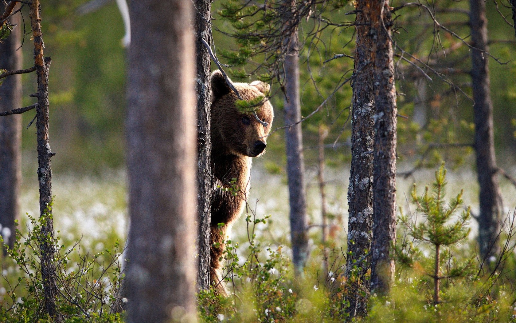 Обои морда, выглядывает, дерево, лес, взгляд, медведь, ствол, бурый, стойка, face, peeps, tree, forest, look, bear, trunk, brown, stand разрешение 1920x1080 Загрузить