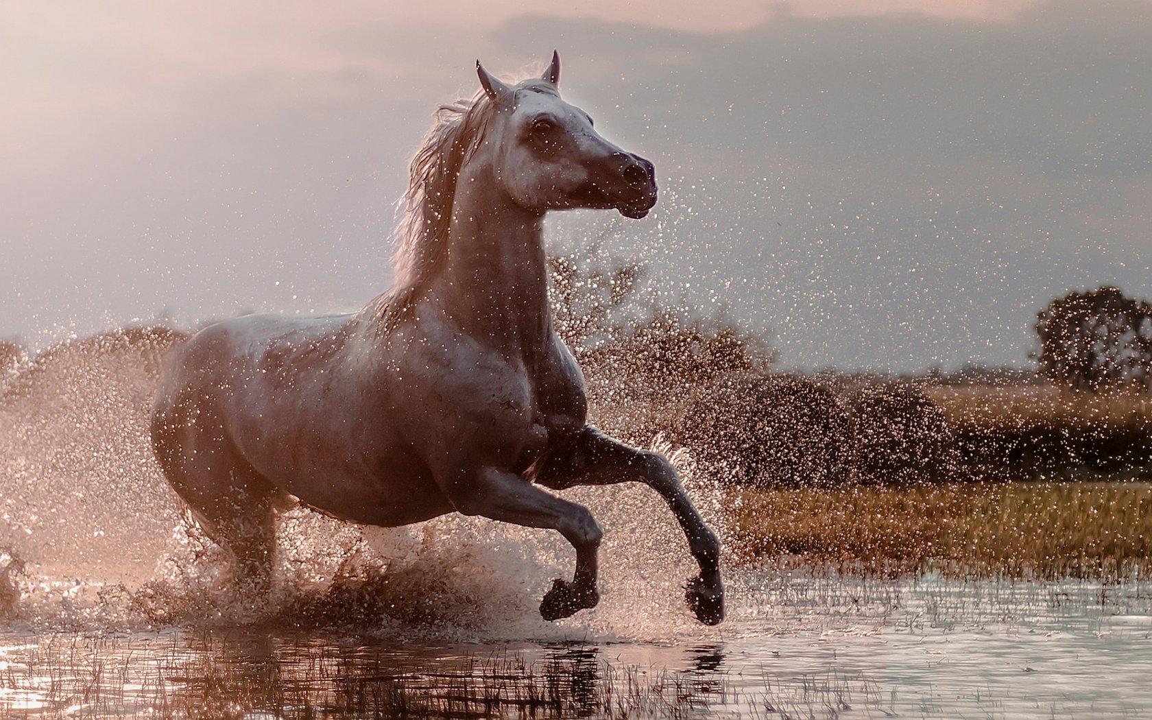 Обои брызги, конь, бег, squirt, horse, running разрешение 1920x1080 Загрузить