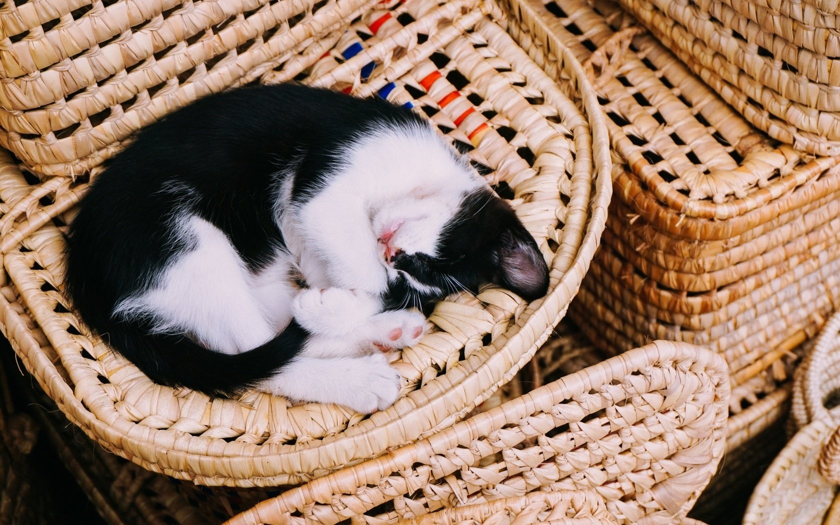 Обои кот, кошка, сон, котенок, корзина, cat, sleep, kitty, basket разрешение 1920x1080 Загрузить