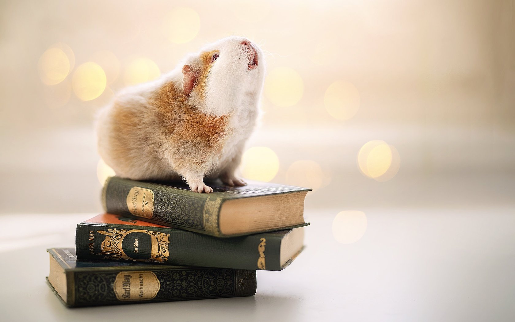 Обои фон, книги, грызун, морская свинка, background, books, rodent, guinea pig разрешение 2048x1365 Загрузить