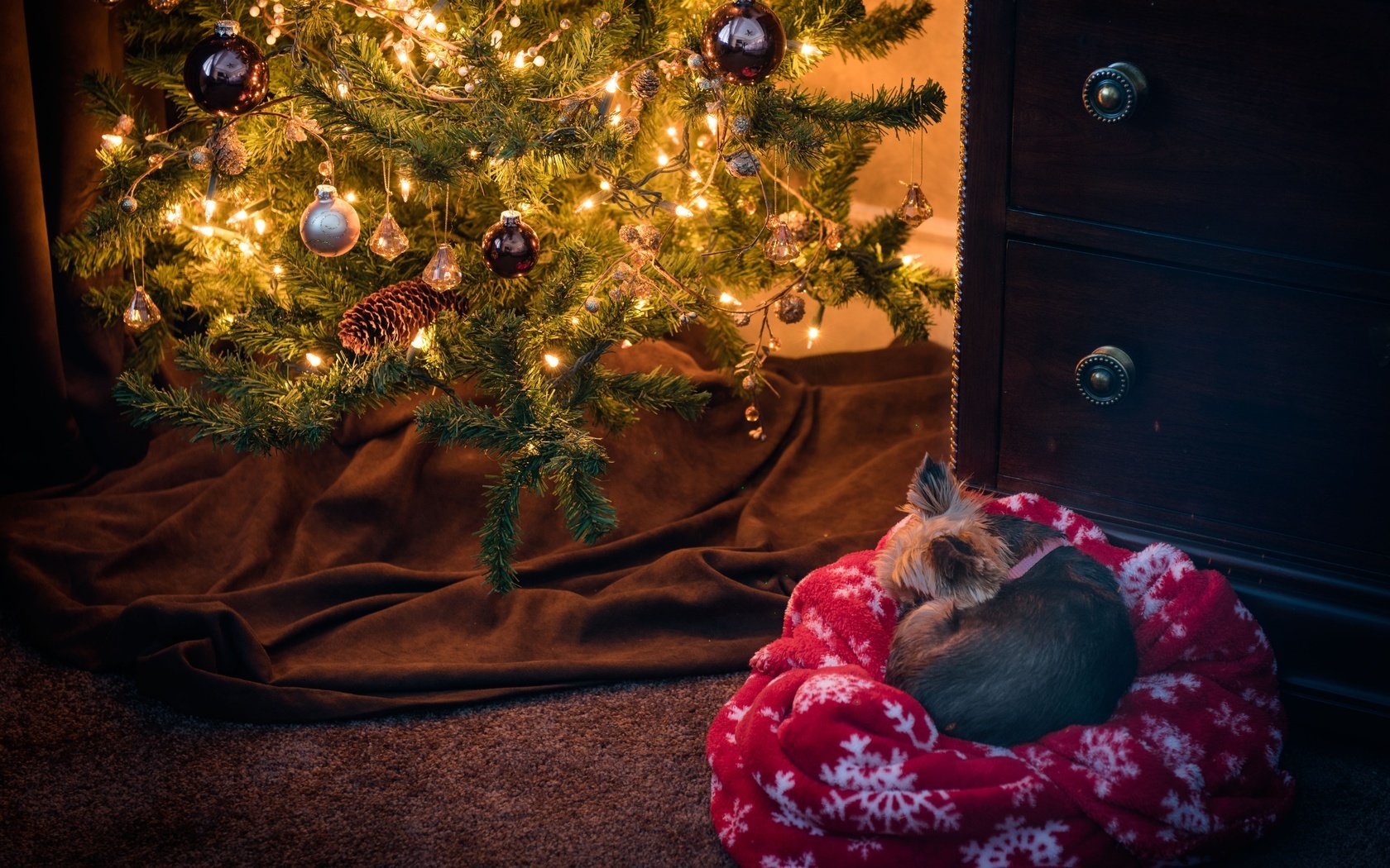Обои йоркширский терьер, новый год, елка, хвоя, собака, плед, рождество, елочные игрушки, комод, yorkshire terrier, new year, tree, needles, dog, plaid, christmas, christmas decorations, chest разрешение 6249x4166 Загрузить