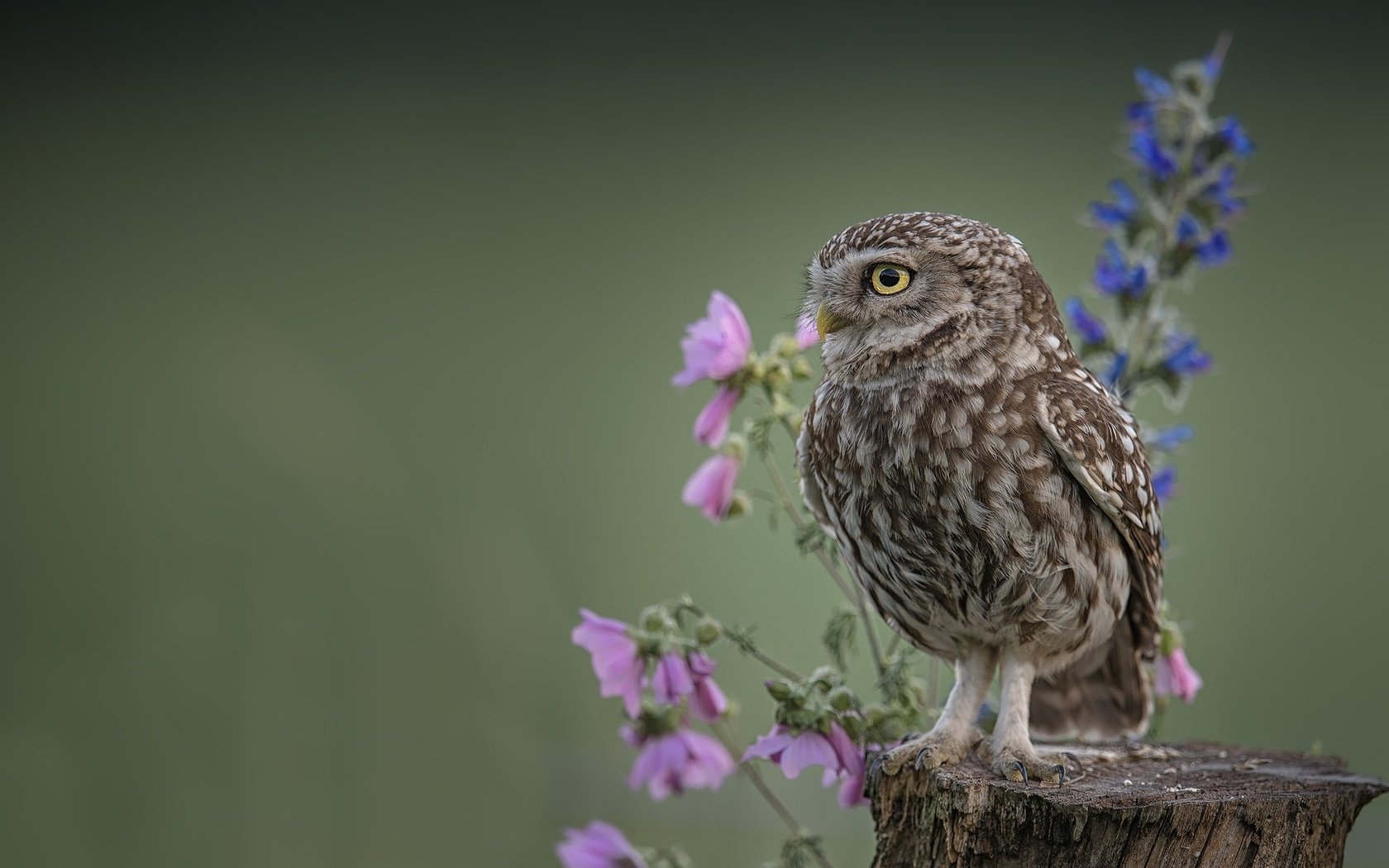 Обои цветы, сова, фон, птица, пень, домовый сыч, flowers, owl, background, bird, stump, the little owl разрешение 2048x1365 Загрузить