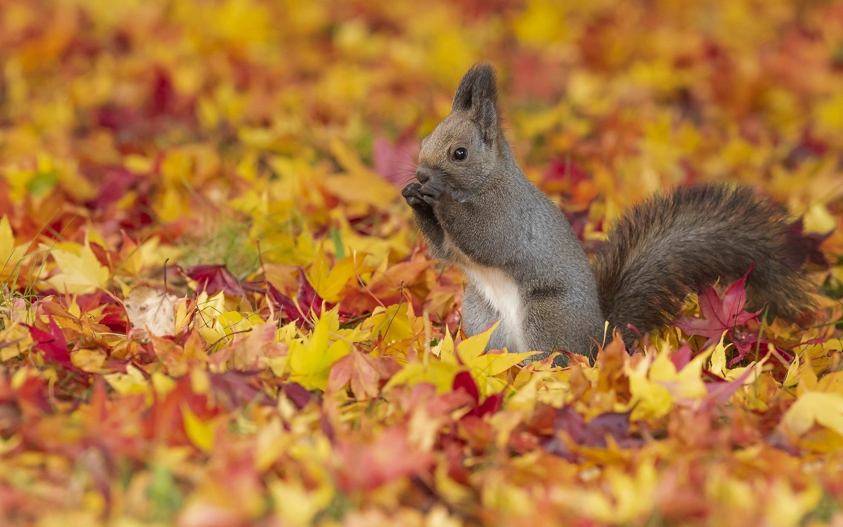 Обои листья, листва, осень, серая, белка, желтые, осенние листья, leaves, foliage, autumn, grey, protein, yellow, autumn leaves разрешение 2000x1333 Загрузить