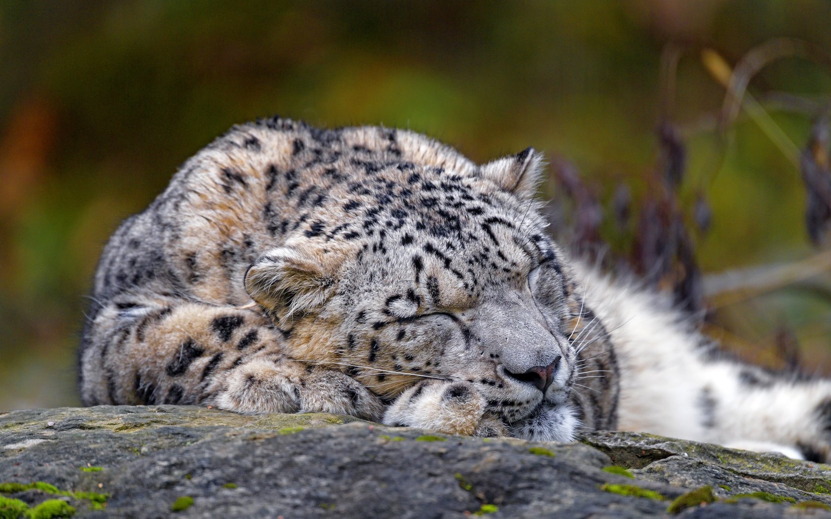 Обои морда, природа, сон, лежит, спит, снежный барс, ирбис, face, nature, sleep, lies, sleeping, snow leopard, irbis разрешение 3840x2560 Загрузить