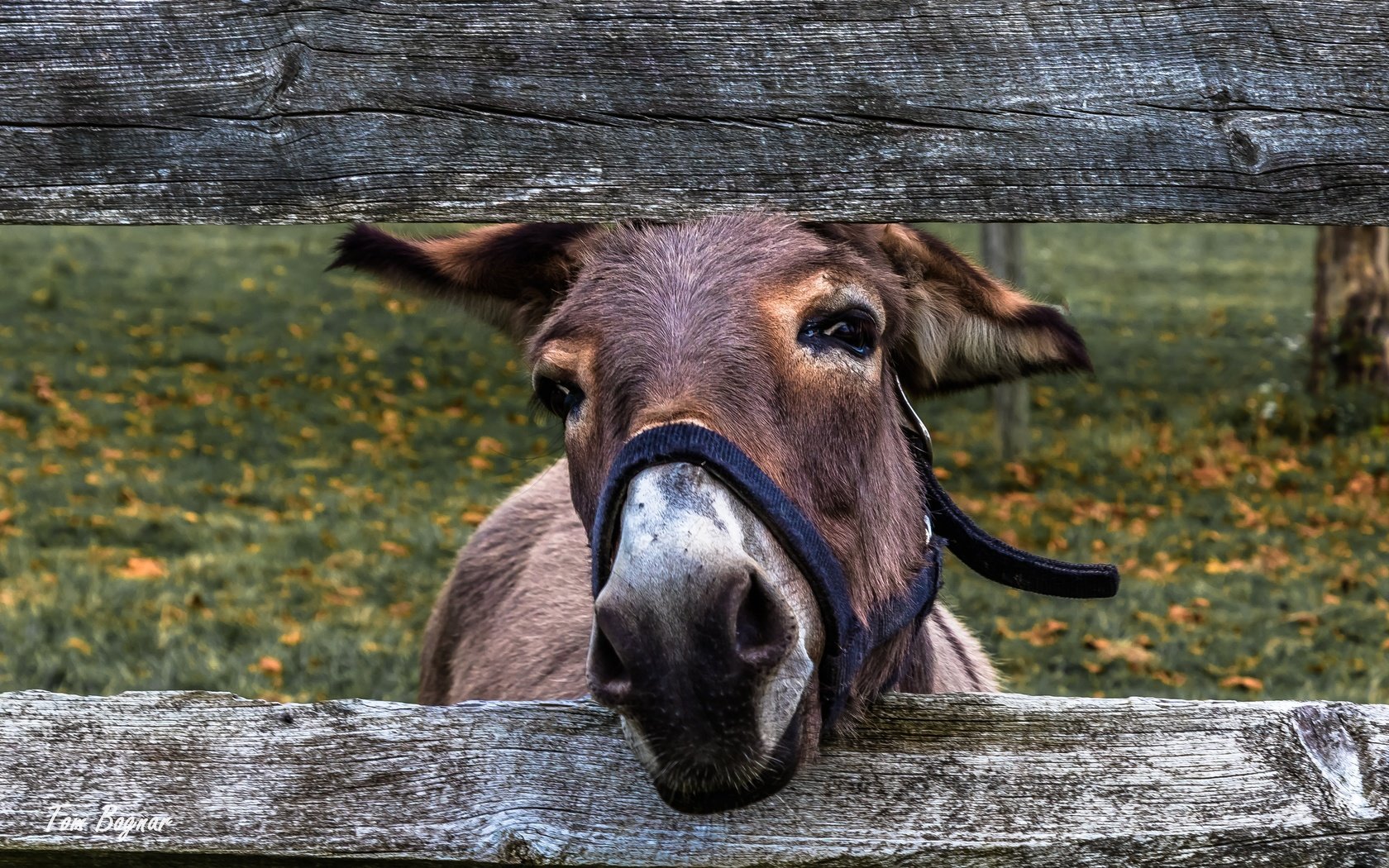 Обои морда, взгляд, ограждение, осел, ослик, face, look, the fence, donkey разрешение 5120x3414 Загрузить