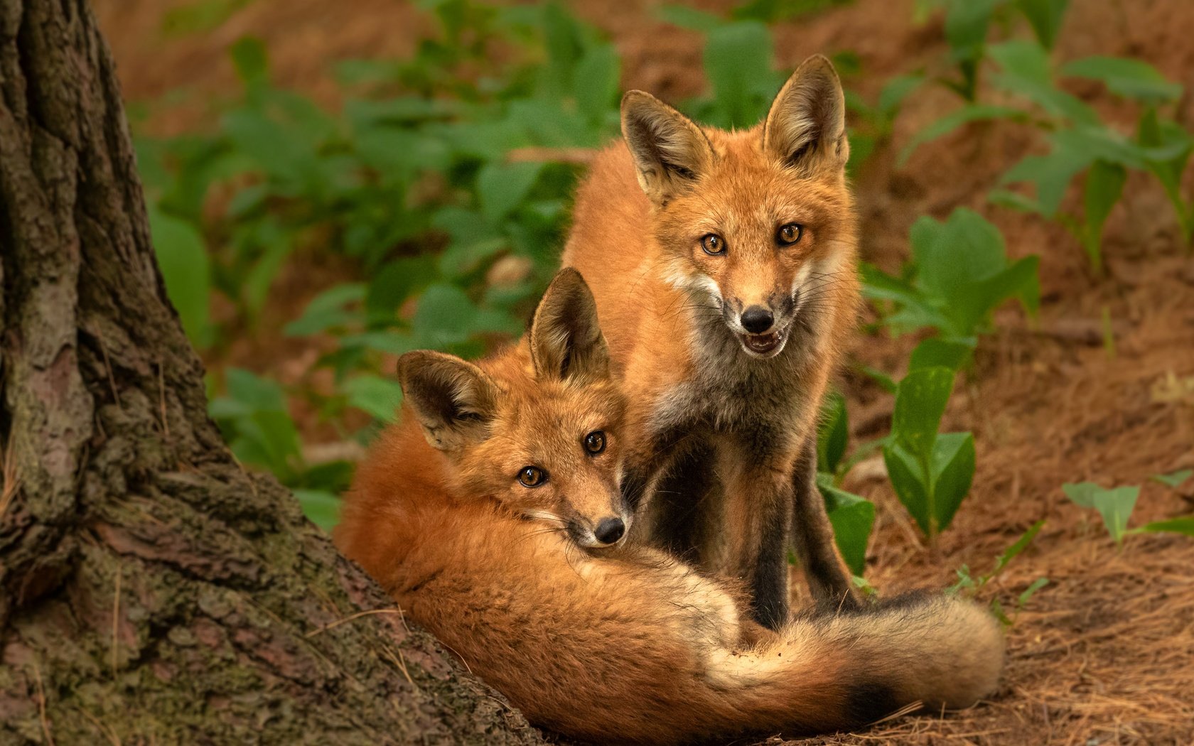 Обои природа, поза, взгляд, парочка, рыжие, лисята, лисы, nature, pose, look, a couple, red, cubs, fox разрешение 2880x2304 Загрузить