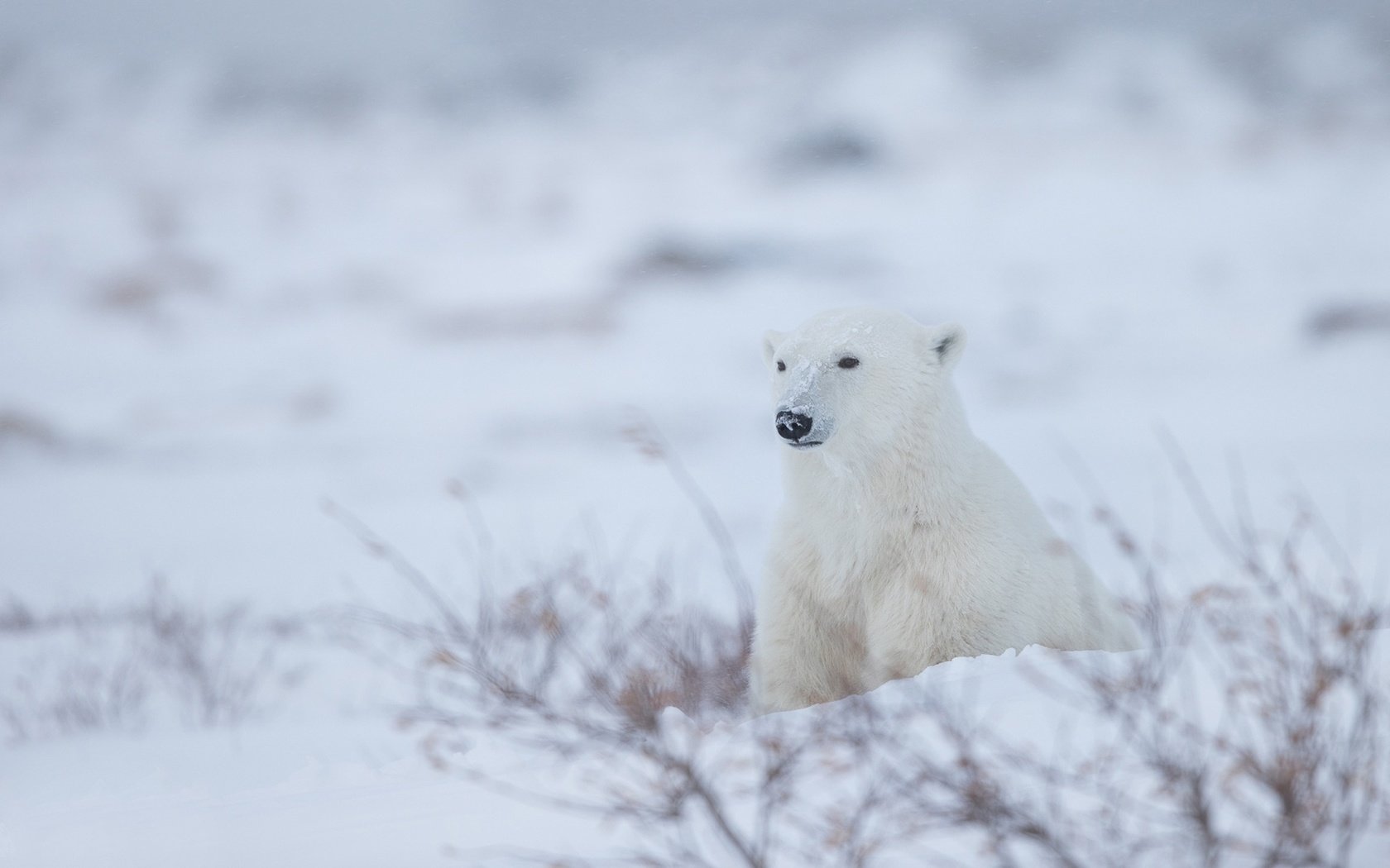 Обои снег, зима, полярный медведь, белый медведь, snow, winter, polar bear разрешение 1920x1280 Загрузить