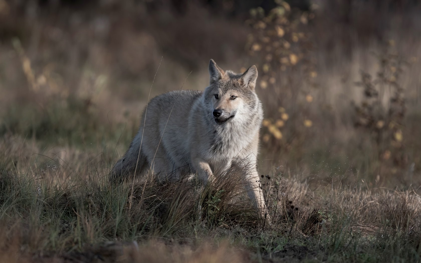 Обои трава, природа, взгляд, серый, бег, волк, grass, nature, look, grey, running, wolf разрешение 4899x3411 Загрузить