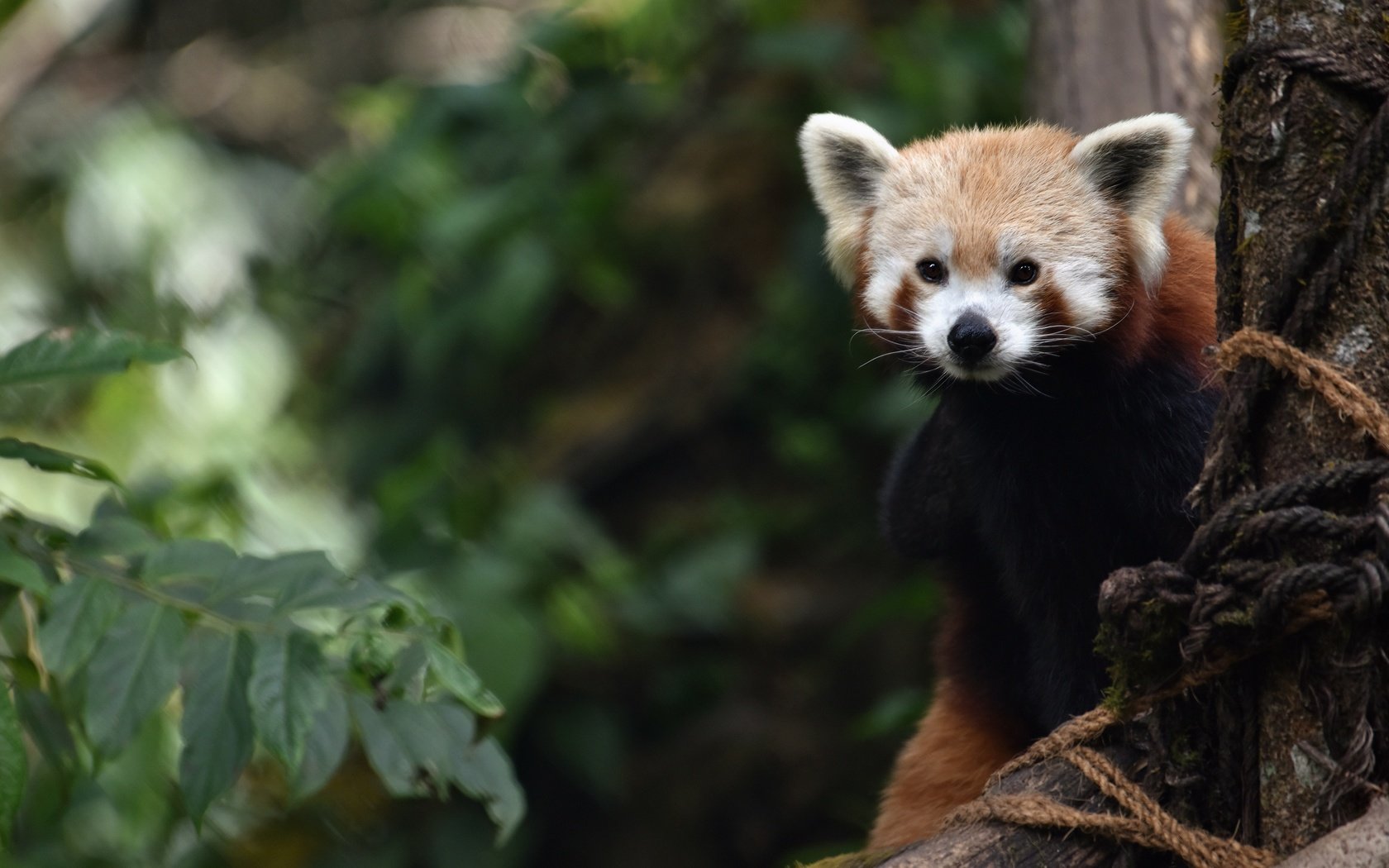 Обои ветки, листва, взгляд, красная панда, малая панда, branches, foliage, look, red panda разрешение 3840x2563 Загрузить