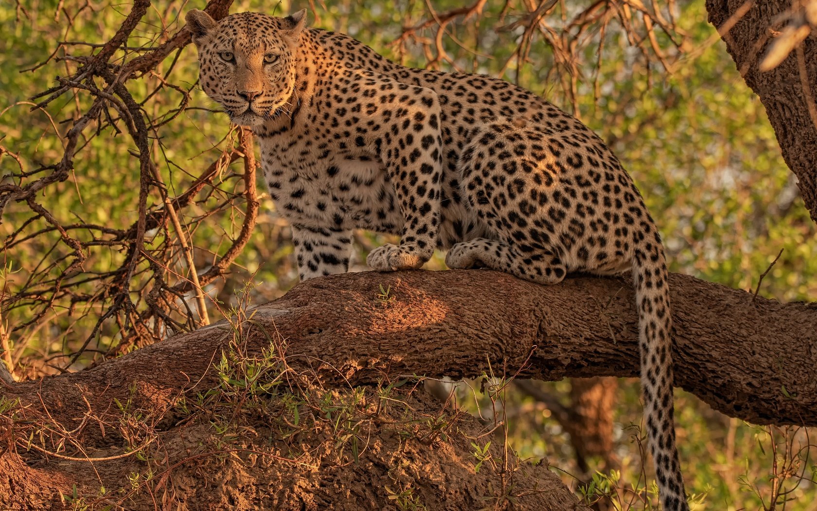 Обои взгляд, леопард, дикая кошка, на дереве, look, leopard, wild cat, on the tree разрешение 4300x3268 Загрузить