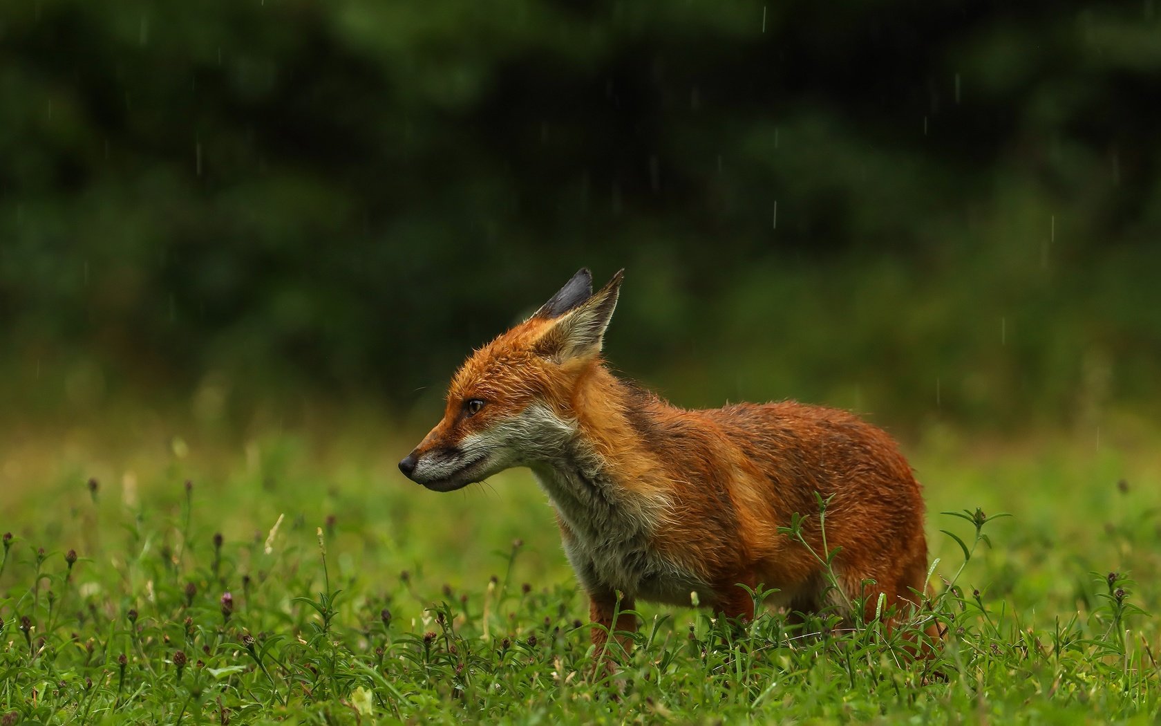 Обои зелень, поза, поляна, лиса, профиль, дождь, мокрая, greens, pose, glade, fox, profile, rain, wet разрешение 2560x1803 Загрузить