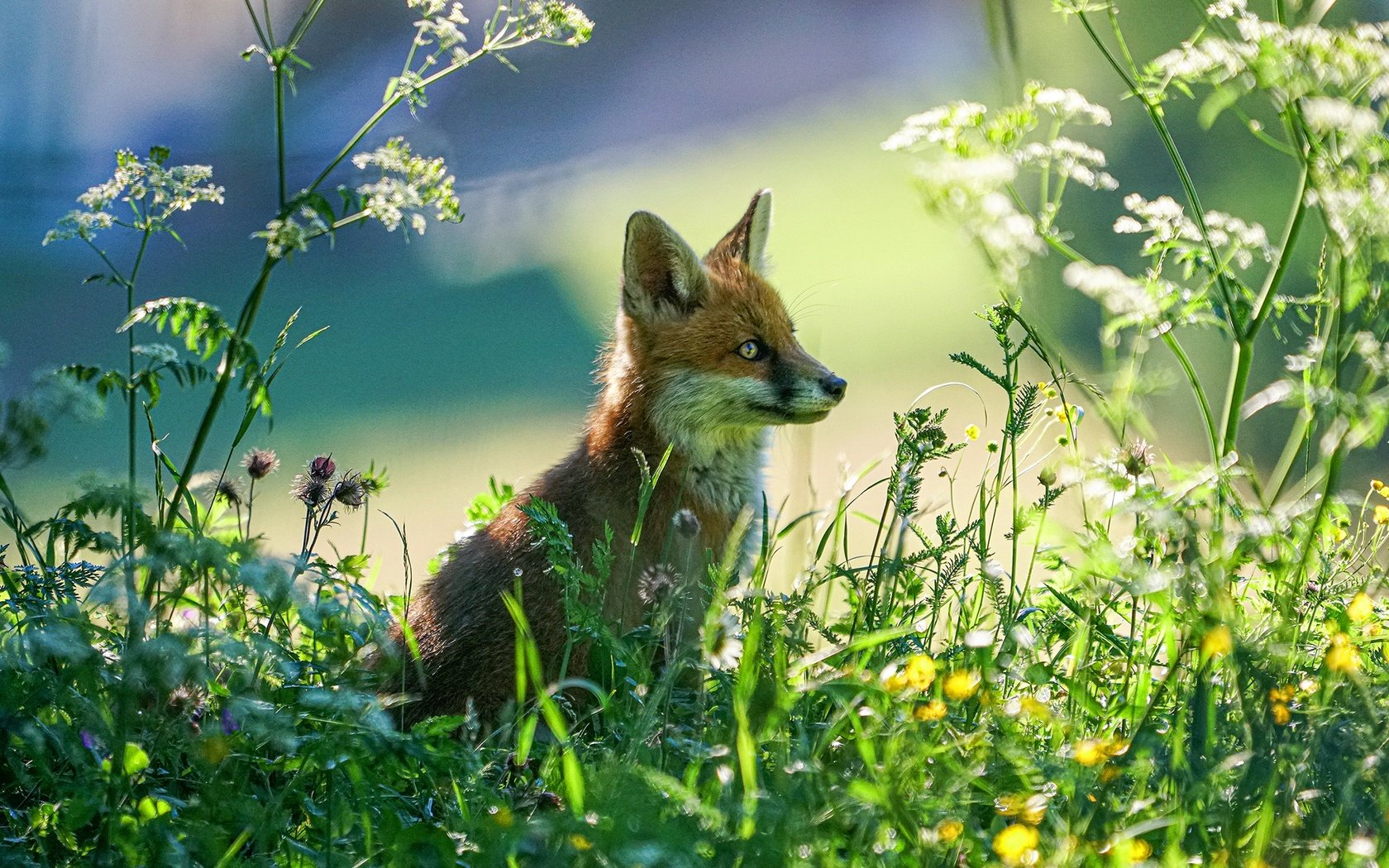 Обои свет, растения, взгляд, лиса, лисенок, light, plants, look, fox разрешение 2200x1467 Загрузить