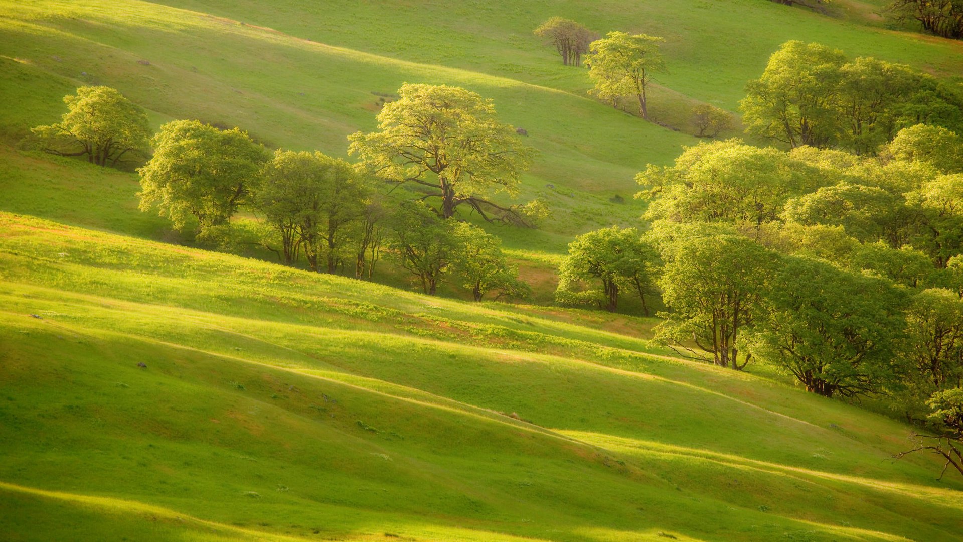 Обои трава, деревья, зелень, склон, холм, grass, trees, greens, slope, hill разрешение 2000x1333 Загрузить