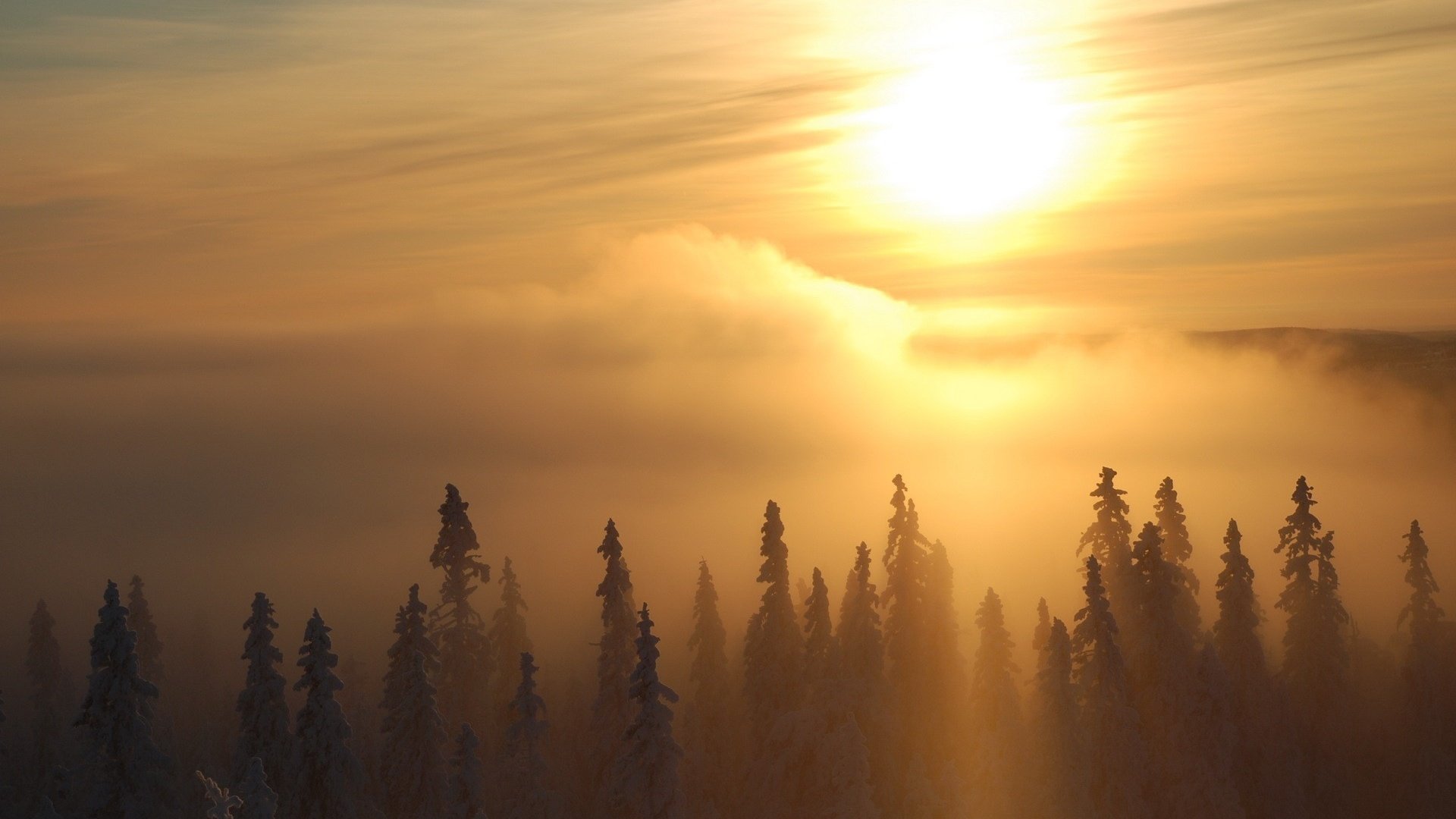 Обои деревья, солнце, зима, туман, trees, the sun, winter, fog разрешение 1920x1200 Загрузить